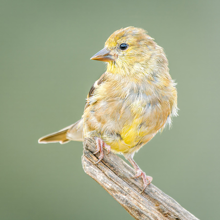 American Goldfinch