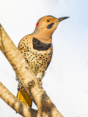 Northern Flicker Yellow-shafted