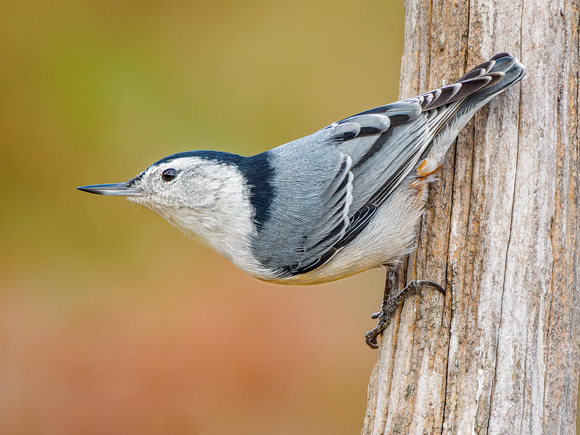 White-breasted Nuthatch