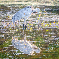 Sandhill Crane
