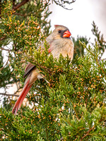 Northern Cardinal