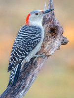 Heron Park 2024-11-11