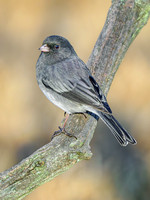 Dark-eyed Junco