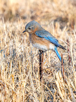 Eastern Bluebird