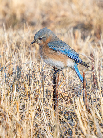 Eastern Bluebird