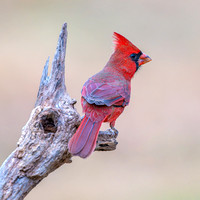 Northern Cardinal