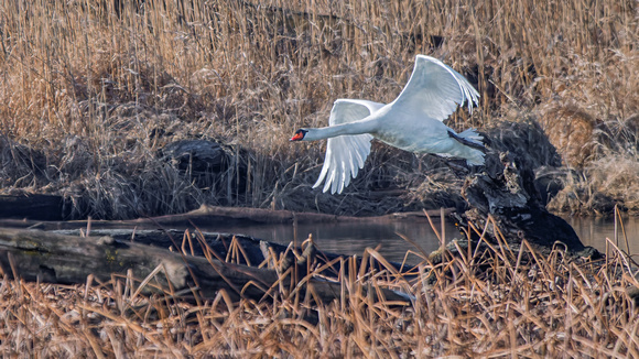 Mute Swan