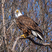 Bald Eagle