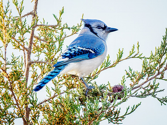 Blue Jay