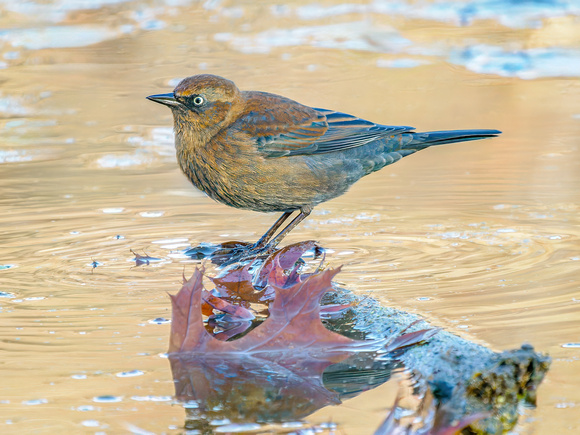 Rusty Blackbird