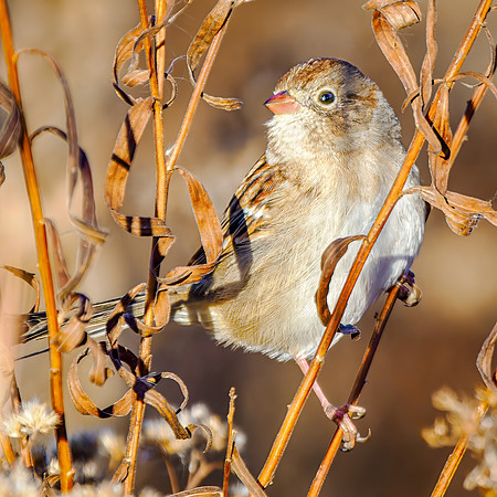 Field Sparrow