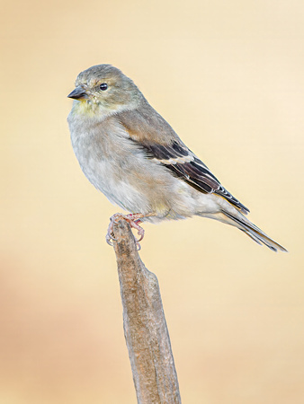 American Goldfinch