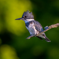 Belted Kingfisher