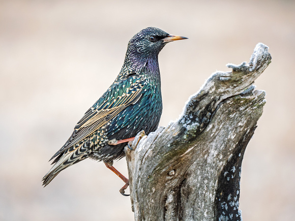 European Starling