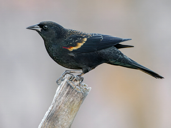 Red-winged Blackbird