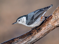 White-breasted Nuthatch