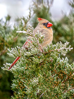 Northern Cardinal