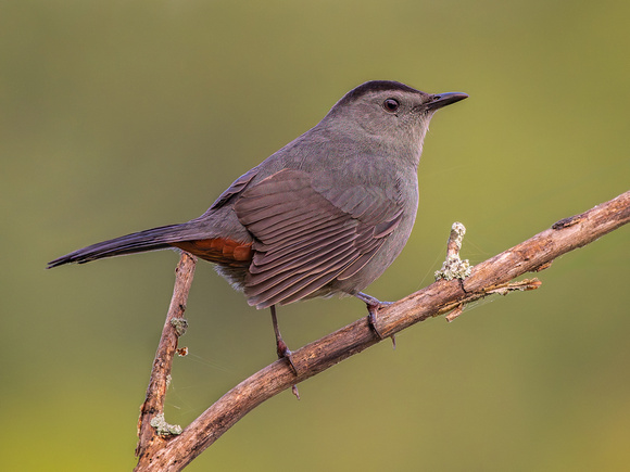 Gray Catbird