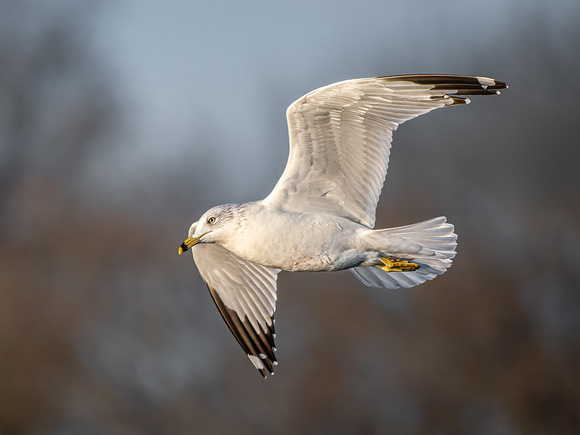 Ring-billed Gull