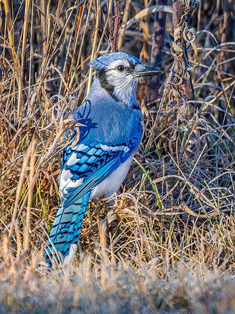 Blue Jay