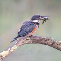 Heron Park 2024-09-08
