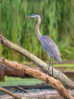Heron Park 2024-07-31