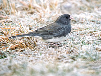 Dark-eyed Junco