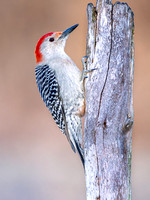 Red-bellied Woodpecker