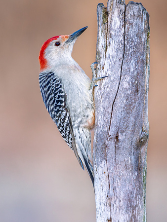 Red-bellied Woodpecker