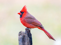 Northern Cardinal