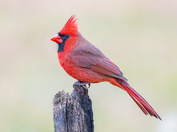 Northern Cardinal