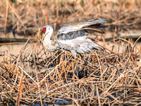 Sandhill Crane