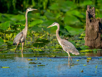 Heron Park 2024-06-13