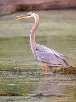 Heron Park 2024-06-20