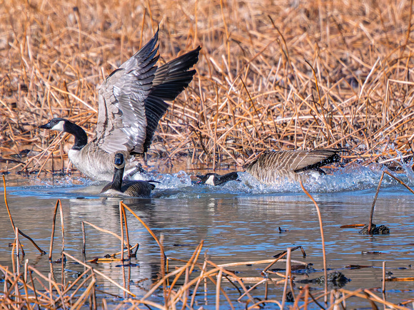 Canada Goose