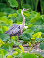 Heron Park 2024-06-25