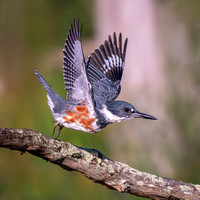 Belted Kingfisher