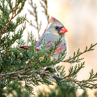 Heron Park 2025-02-23