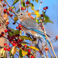 Eastern Bluebird