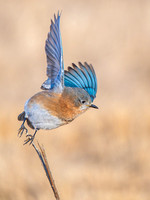 Eastern Bluebird