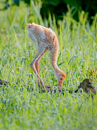 Sandhill Crane