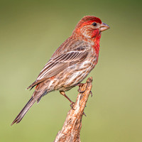 Heron Park 2025-06-02