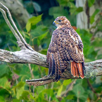 Red-tailed Hawk