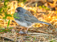 Dark-eyed Junco