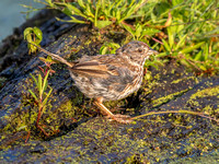 Song Sparrow