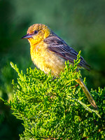Heron Park 2024-07-06