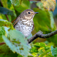 Swainson's Thrush