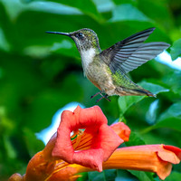 Ruby-throated Hummingbird
