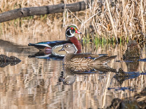 Wood Duck