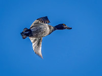 Ring-necked Duck